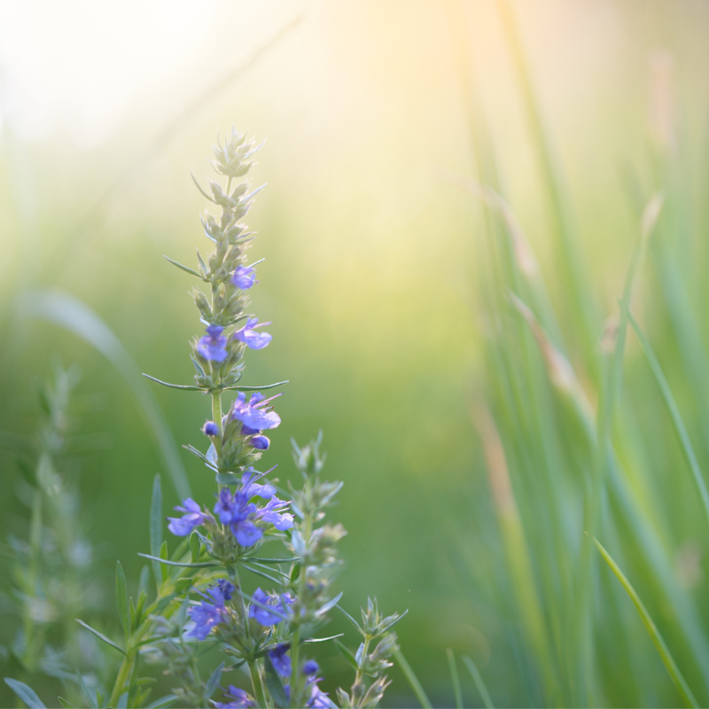 ALTEYA ORGANICS - BIO HYSSOP ESSENTIAL OIL - 10 ml.
