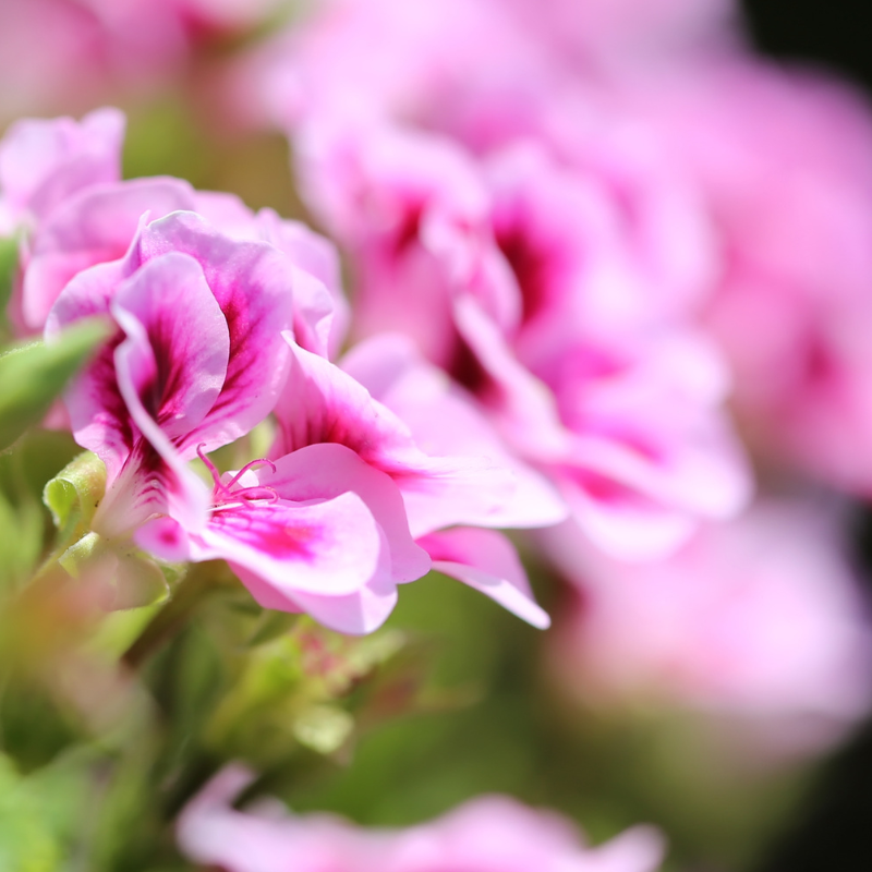 ALTEYA ORGANICS - BIO ROSE GERANIUM ESSENTIAL OIL - 10 ml.