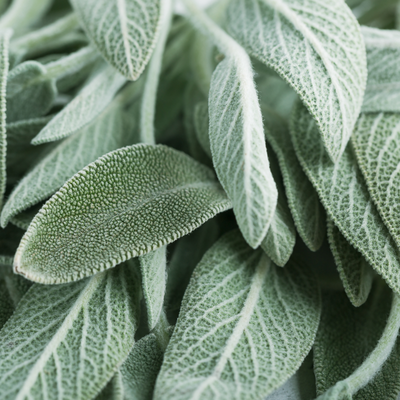 Natur Drogeriet - Salvie the groft skåret - Økologisk - 90 g.