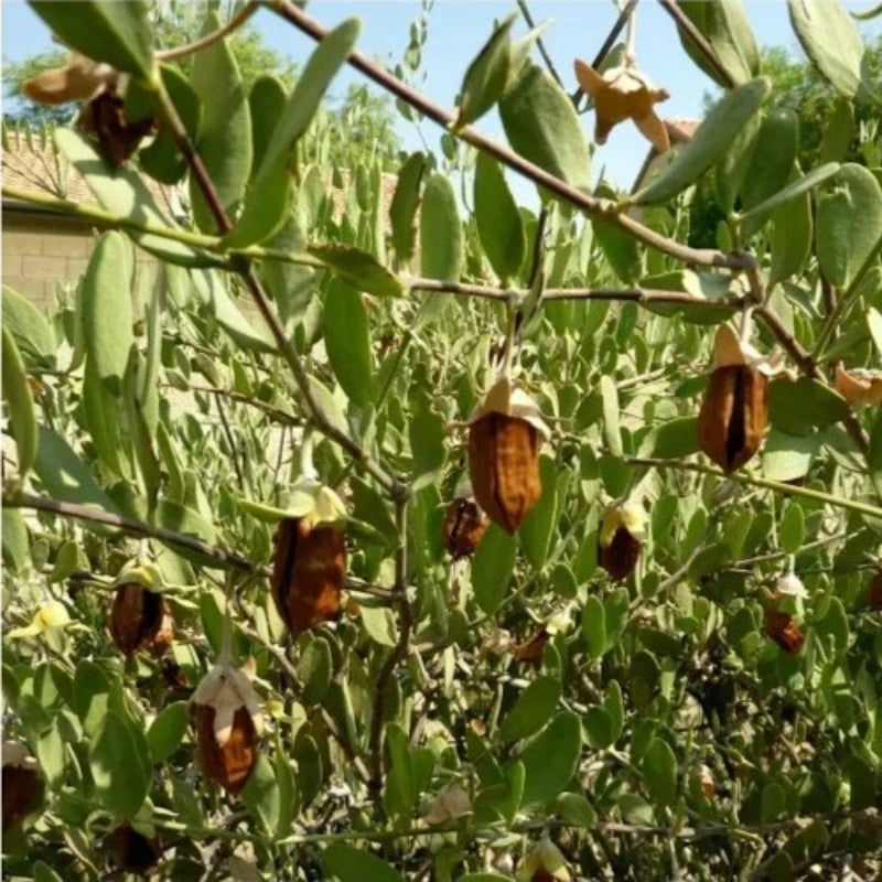 ALTEYA ORGANICS - BIO JOJOBAOLIE