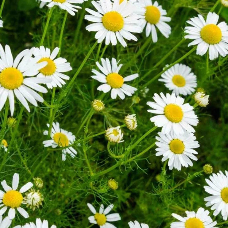 ALTEYA ORGANICS - CHAMOMILE WATER - 100 Ml.