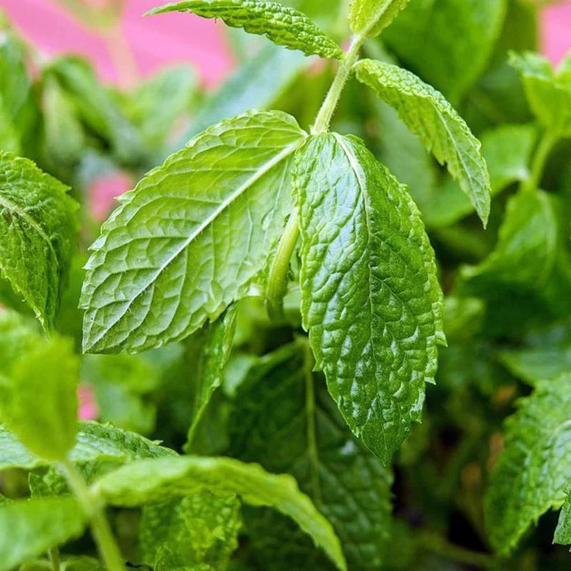 ALTEYA ORGANICS - BIO PEBERMYNTEOLIE