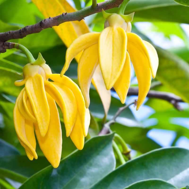 ALTEYA ORGANICS - BIO YLANG YLANG OLIE - 10 ml.